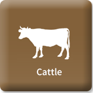 Cattle Product Go
